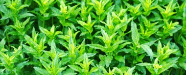 Bahçedeki taze yeşil genç nane, nane yakın çekim filizlenir. yeşil bush. aromatik katkı. arka plan tasarımı için. afiş