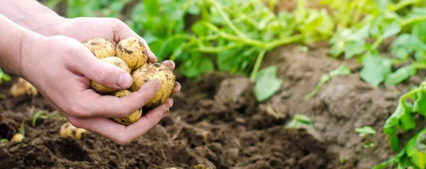 Rolnik Posiada Jego Ręce Młode Ziemniaki Żółte Zbiory Praca Sezonowa — Zdjęcie stockowe