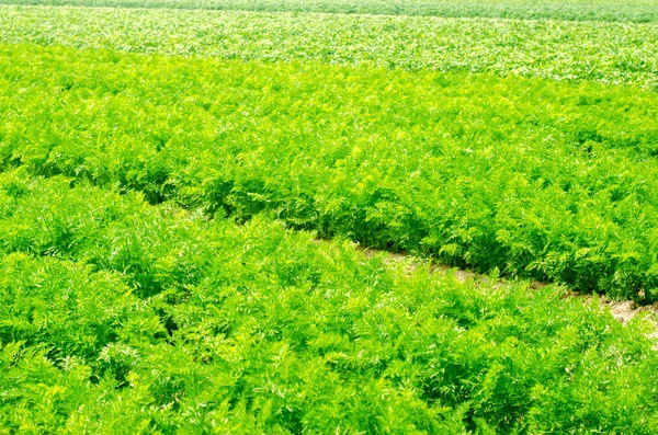 Una Zanahoria Joven Crece Primer Plano Del Suelo Agricultura Productos — Foto de Stock