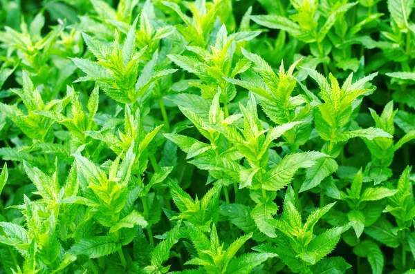 庭の新鮮な緑色の若いミント ミントの芽クローズ アップ 緑のブッシュ 芳香性の添加物 デザインの背景 — ストック写真