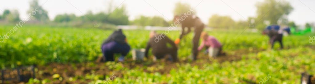 workers work on the field, harvesting, manual labor, farming, agriculture, agro-industry in third world countries, labor migrants, blurred background. banner