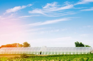 seralarda fidan bitkileri, meyve, sebze, çiftçiler, tarım arazileri, tarım, kırsal alanlarda, agro-endüstriyel kompleks için borç verme için alanı. Kış bitkileri