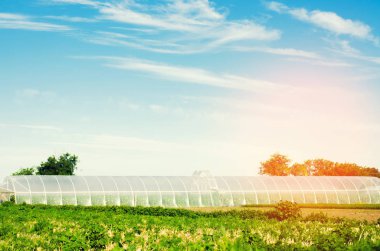 seralarda fidan bitkileri, meyve, sebze, çiftçiler, tarım arazileri, tarım, kırsal alanlarda, agro-endüstriyel kompleks için borç verme için alanı. Kış bitkileri