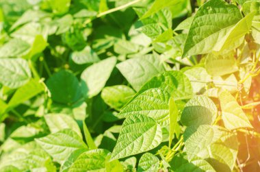 taze fasulye yakın çekim yaprak. Organik gıda. baklagiller ailesinin. Genç sürgünler. Agro-kültür, tarım, yakın çekim, detoks, vejetaryen yemek. arka plan tasarımı için