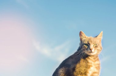 gri kedi güneş ışığı altında mavi bir arka plan üzerinde. kedi gökyüzünde. a evde beslenen hayvan. güzel kedicik. metin için yer. boşaltmak