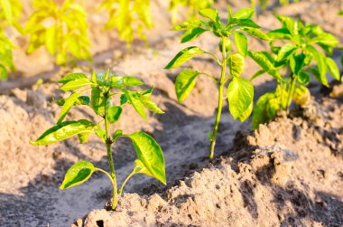 biber sebze satır büyümek field.farming, tarım, sebze, çevre dostu tarım ürünleri, agroindustry, portre