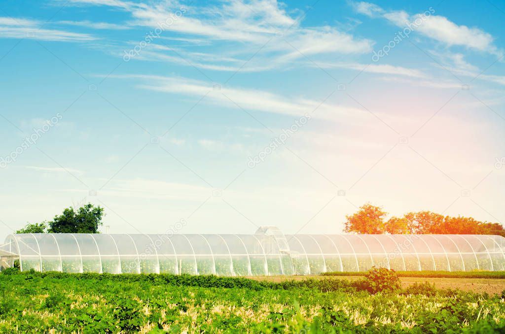 greenhouses in the field for seedlings of crops, fruits, vegetables, lending to farmers, farmlands, agriculture, rural areas, agro-industrial complex. winter crops