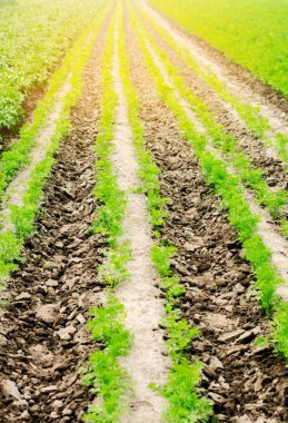 alan, peyzaj, tarım, yeşil patates ve havuç sebze satırları büyüdükçe toprak, tarım, tarım-sanayi, taze sebze, olgunlaşma kırpma