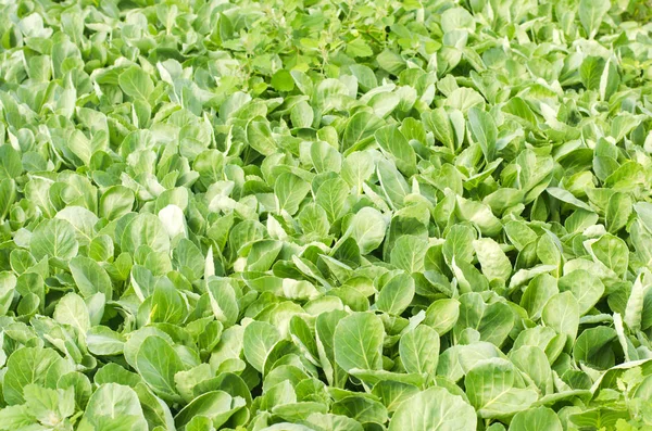 Taze lahanası genç lahana alanına iniş için hazır. Tarım, sebze, çevre dostu tarım ürünleri, agroindustry