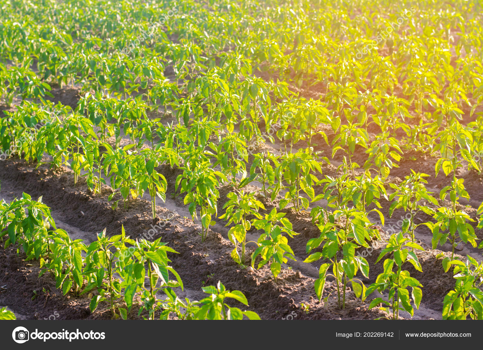 Vegetable Rows Pepper Grow Field Farming Agriculture Vegetables