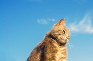 gri kedi güneş ışığı altında mavi bir arka plan üzerinde. kedi gökyüzünde. a evde beslenen hayvan. güzel kedicik. metin için yer. boşaltmak