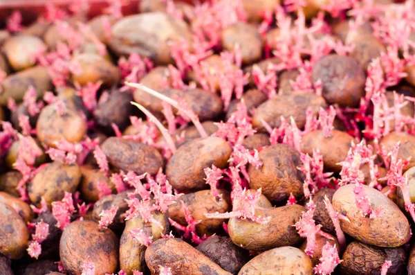 Saatkartoffeln Mit Sprossen Nach Der Verarbeitung Durch Den Kolorado Käfer — Stockfoto