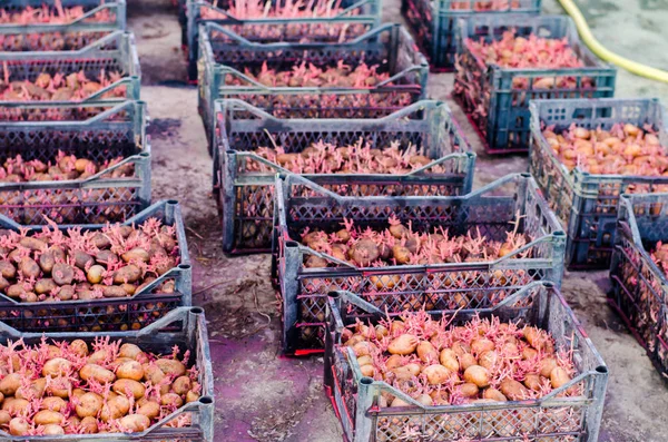 Семена Картошки Капустой После Обработки Жука Колорадо Подготовка Посадке Картошки — стоковое фото