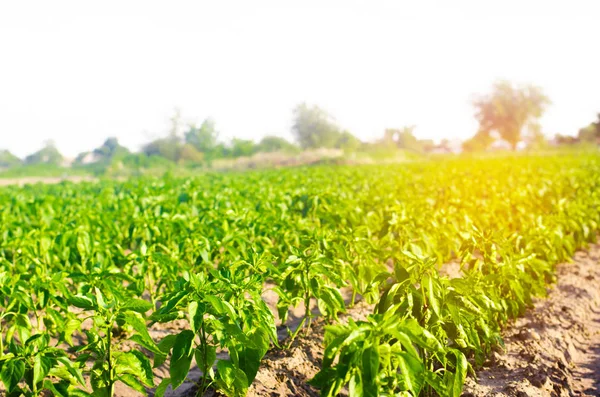 Gemüsereihen Mit Pfeffer Wachsen Auf Dem Feld Landwirtschaft Landwirtschaft Gemüse — Stockfoto