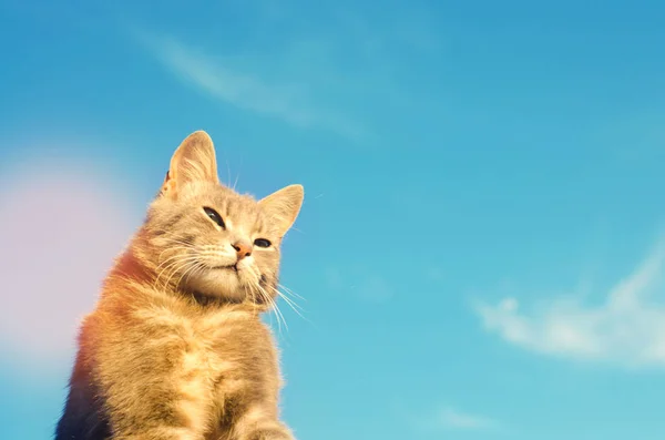 Grijze Kat Een Blauwe Achtergrond Zonlicht Kat Hemel Een Huisdier — Stockfoto