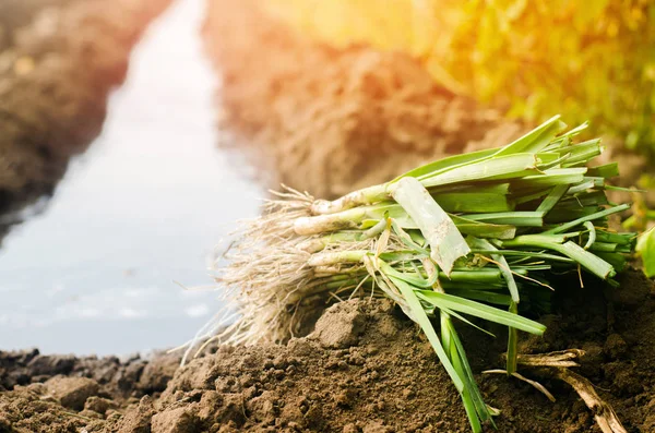 Seedlings Leeks Ready Planting Field Agriculture Vegetables Organic Agricultural Products — Stock Photo, Image