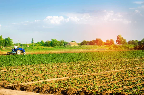 Agriculteur Cultive Champ Avec Tracteur Agriculture Légumes Produits Agricoles Biologiques — Photo