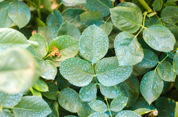 Fertilización Para Rosas Árboles Tratamiento Plantas Insectos Nocivos Alimentación Líquida — Foto de Stock