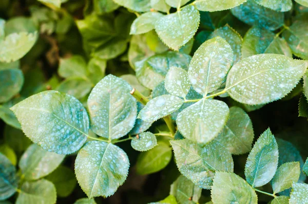 Fertilización Para Rosas Árboles Tratamiento Plantas Insectos Nocivos Alimentación Líquida — Foto de Stock