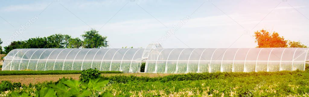 greenhouses in the field for seedlings of crops, fruits, vegetables, lending to farmers, farmlands, agriculture, rural areas, agro-industrial complex. winter crops. banner