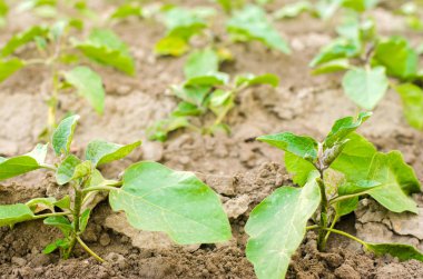 Genç patlıcan alanında büyümek. sebze satırları. Tarım, sebze, organik tarım ürünleri, tarım-sanayi. tarım arazileri.