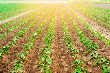 Genç patlıcan alanında büyümek. sebze satırları. Tarım, sebze, organik tarım ürünleri, tarım-sanayi. tarım arazileri.