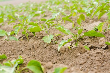 Genç patlıcan alanında büyümek. sebze satırları. Tarım, sebze, organik tarım ürünleri, tarım-sanayi. tarım arazileri.