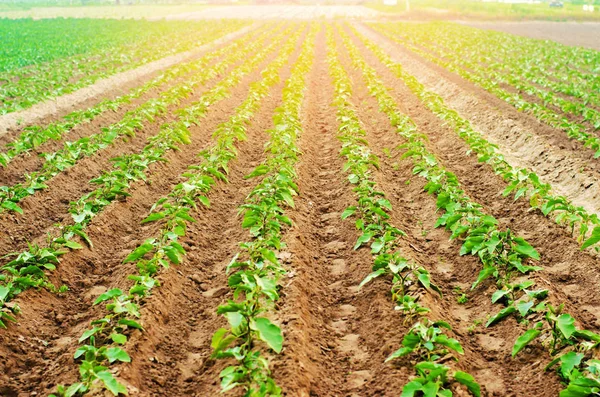 Genç patlıcan alanında büyümek. sebze satırları. Tarım, sebze, organik tarım ürünleri, tarım-sanayi. tarım arazileri.
