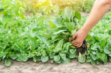 çiftçi lahana fideleri alanında dikimi için hazır tutuyor. Tarım, tarım, sebze, agroindustry.