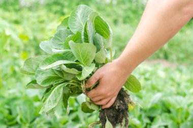 çiftçi lahana fideleri alanında dikimi için hazır tutuyor. Tarım, tarım, sebze, agroindustry.