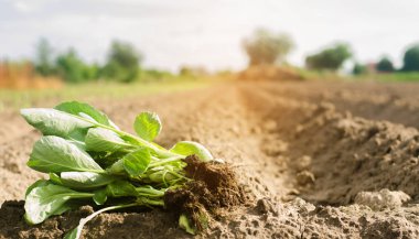 lahana fideleri alanında ekime hazır. Tarım, tarım, sebze, agroindustry.