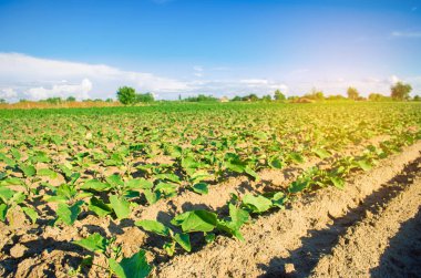 Genç patlıcan alanında büyümek. sebze satırları. Tarım. tarım arazileri. Tarım arazisi ile manzara
