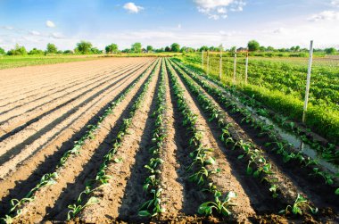 Genç lahana sebze satır alanında büyümek. Tarım, tarım. agroindustry.