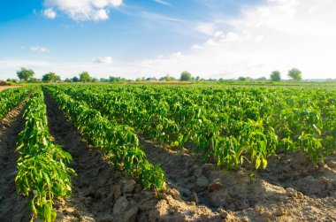 Tarlada sebze sıraları biber yetişiyor. Çiftçilik, tarım. Tarımsal arazi manzarası
