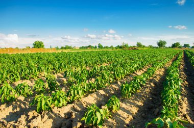 Tarlada sebze sıraları biber yetişiyor. Çiftçilik, tarım. Tarımsal arazi manzarası