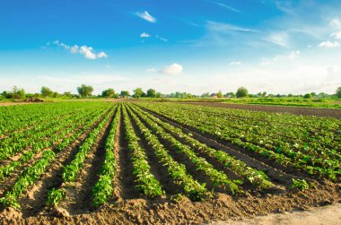 Genç patlıcan alanında büyümek. sebze satırları. Tarım, tarım. tarım arazileri. Tarım arazisi ile manzara