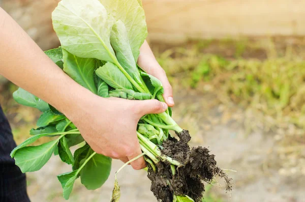 çiftçi lahana fideleri alanında dikimi için hazır tutuyor. Tarım, tarım, sebze, agroindustry.