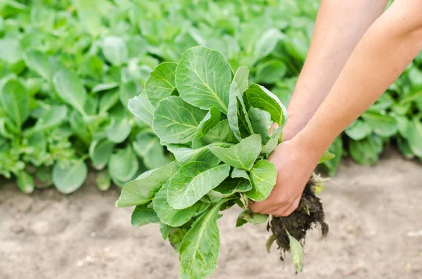 çiftçi lahana fideleri alanında dikimi için hazır tutuyor. Tarım, tarım, sebze.