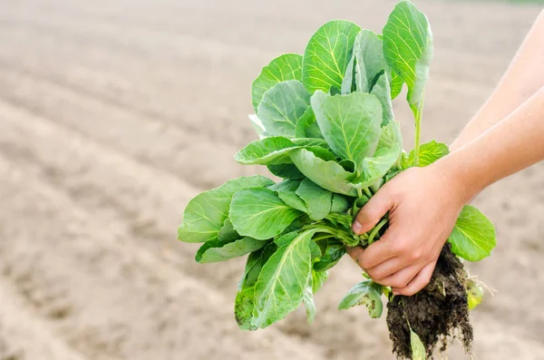 çiftçi lahana fideleri alanında dikimi için hazır tutuyor. Tarım, tarım, sebze, agroindustry.