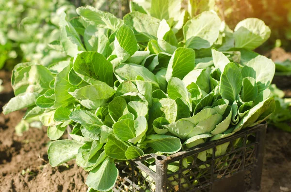 lahana fideleri alanında ekime hazır. Tarım, tarım, sebze