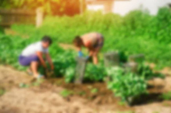 workers work on the field, harvesting, manual labor, farming, agriculture, agro-industry in third world countries, labor migrants, blurred background