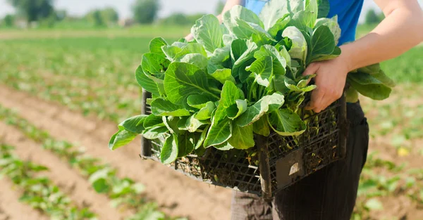 Agricultor Está Sosteniendo Plántulas Repollo Listas Para Plantar Campo Agricultura —  Fotos de Stock