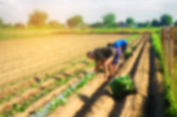 workers work on the field, harvesting, manual labor, farming, agriculture, agro-industry in third world countries, labor migrants, blurred background