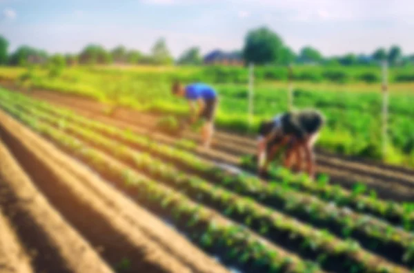 Los Trabajadores Trabajan Campo Cosecha Trabajo Manual Agricultura Agricultura Agroindustria — Foto de Stock