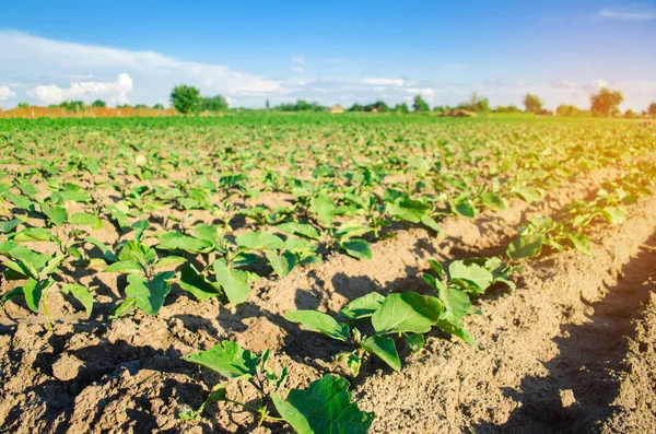 Las Berenjenas Jóvenes Crecen Campo Filas Verduras Agricultura Tierras Cultivo —  Fotos de Stock