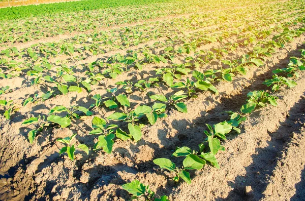 Genç patlıcan alanında büyümek. sebze satırları. Tarım. tarım arazileri. Tarım arazisi ile manzara
