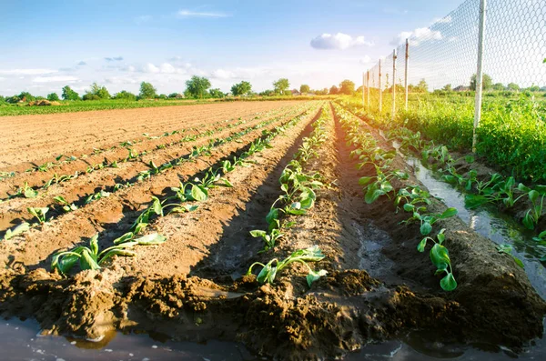 File Vegetali Cavolo Giovane Crescono Nel Campo Agricoltura Agricoltura Agroindustria — Foto Stock