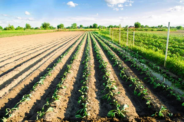 Genç lahana sebze satır alanında büyümek. Tarım, tarım. agroindustry.