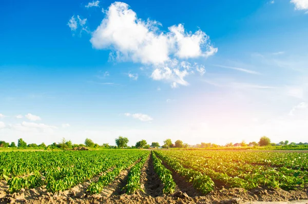 Tarlada sebze sıraları biber yetişiyor. Çiftçilik, tarım. Tarımsal arazi manzarası