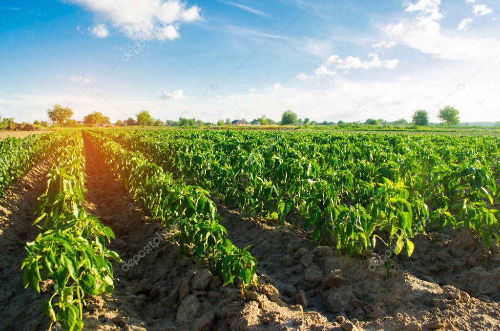 vegetable rows of pepper grow in the field. farming, agriculture. Landscape with agricultural land